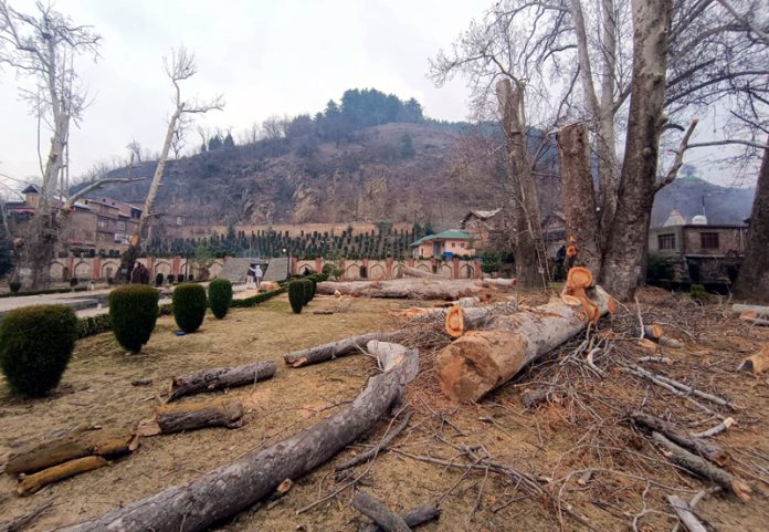 Hundred years old Chinar trees felled in historic Rani Bagh in Anantnag.