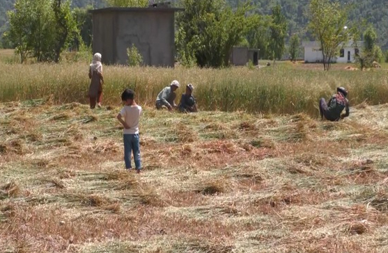 Farmers in J&K Harvest Early Amid Border Tensions Following Pahalgam Attack 3 crops at risk, crop harvesting during conflict, security issues J&K farming, farmers face uncertainty, border violence impact farming