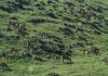 A view of Dachigam National Park.
